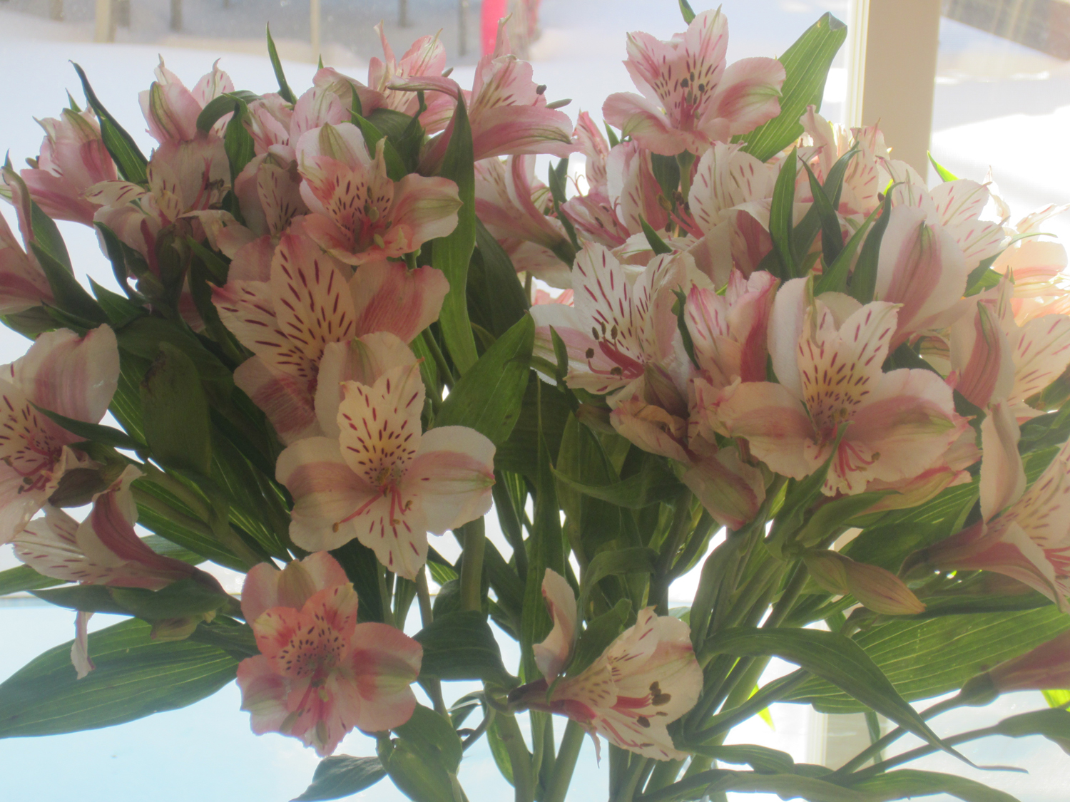 My Boyfriend Doesn't Buy Me Flowers Anymore