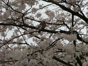 025 Cherry Blossoms