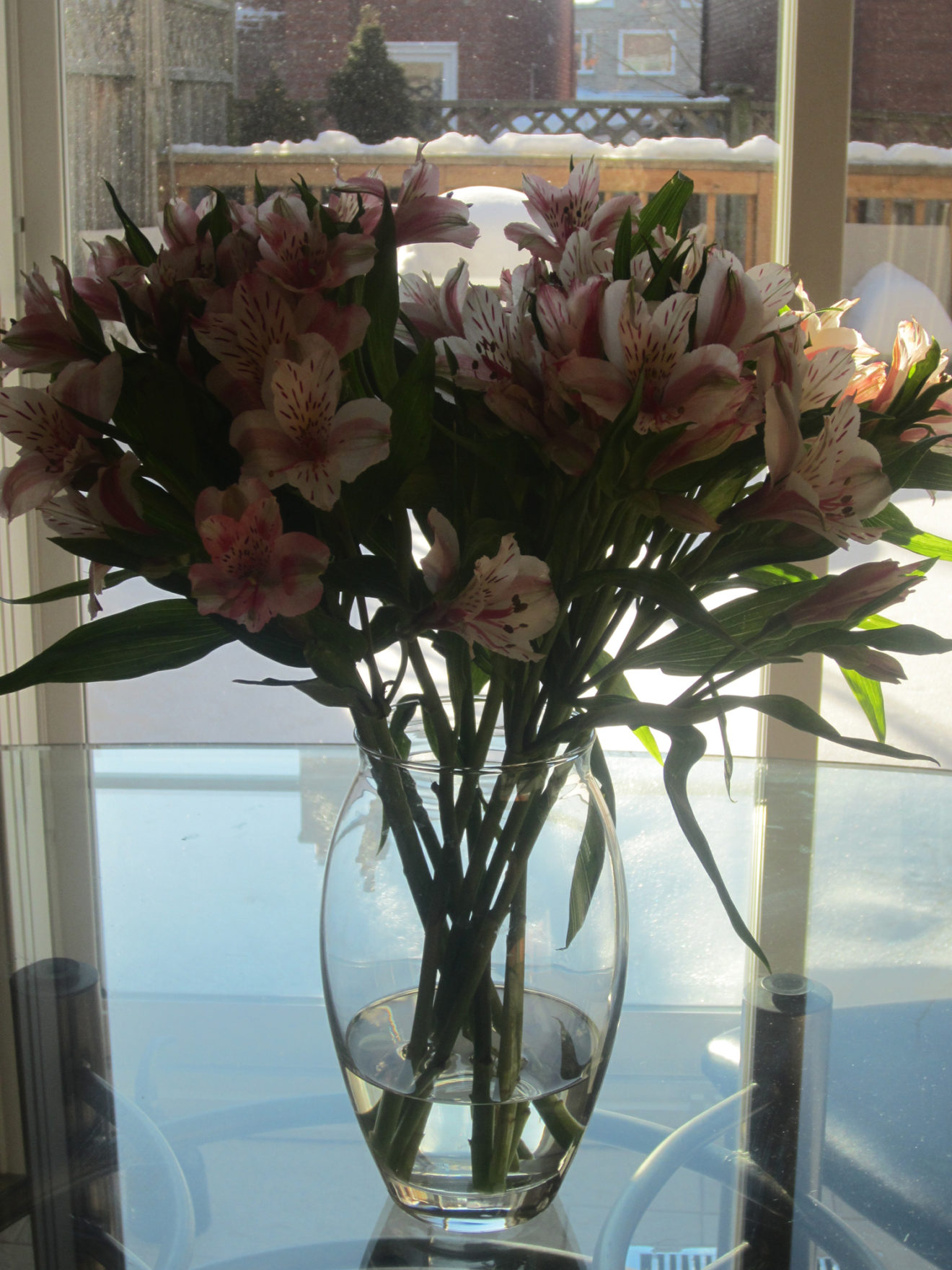 He Doesn't Buy Me Flowers Anymore - Plant Trainers My Boyfriend Doesn't Buy Me Flowers Anymore