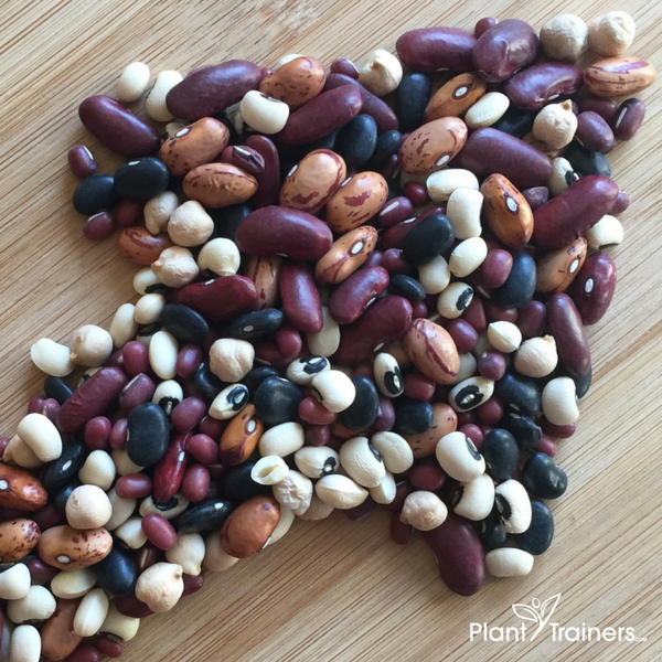 how to add beans to daily diet